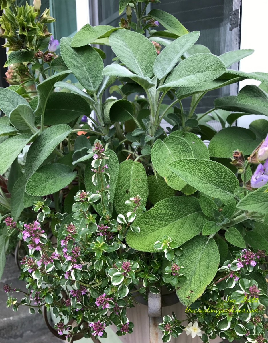 Sage: Discover the Wise Herb's Unexpected Dual Identity